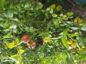 Wandern Argolis Peloponnes Wandern in Argolis auf Peloponnes in Griechenland