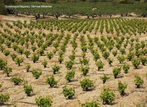 Wandern Region Korinth auf Peloponnes in Griechenland